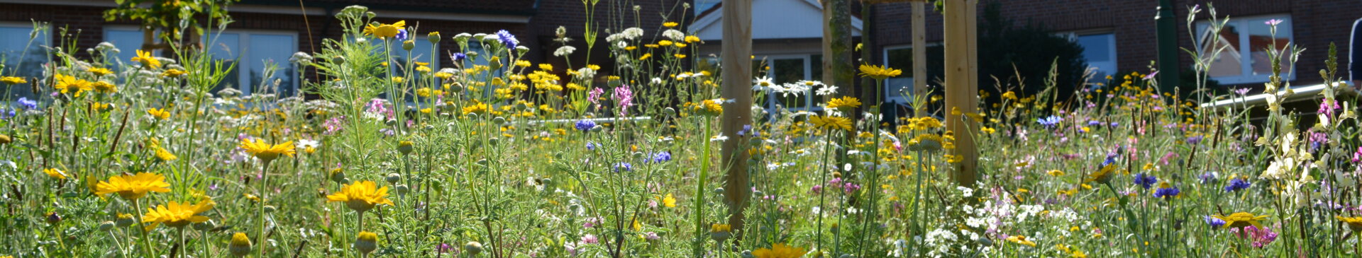 Wildblumen vor dem Rathaus Gemeinde Geeste