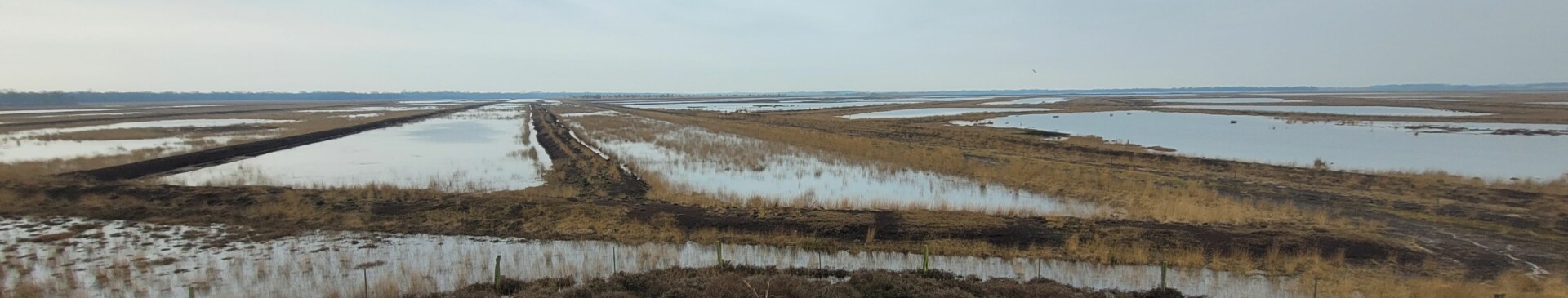 Blick in das Dalum Wietmarscher Moor