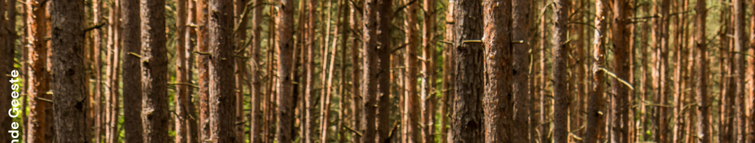 Kiefern Beispielfoto Gemeinde Geeste ai