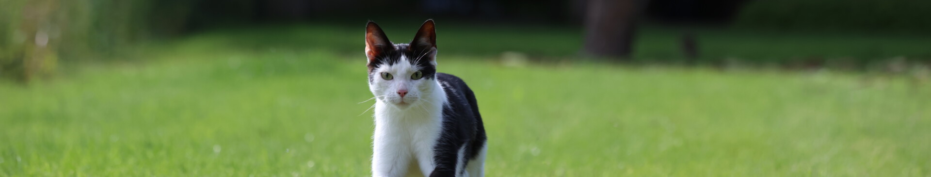 Katze (c) Nicolas Roters