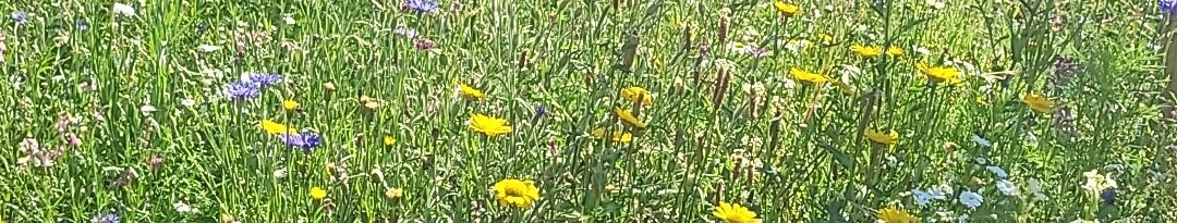 Blumen am Rathaus