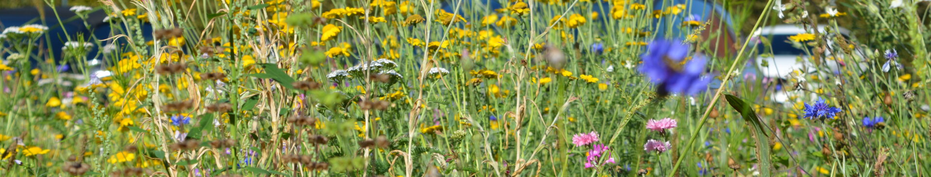 Wildblumenwiese