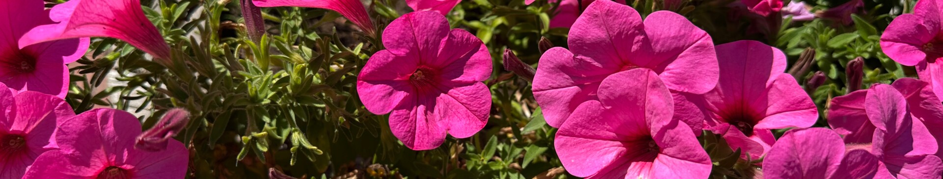 Pinke Blumen