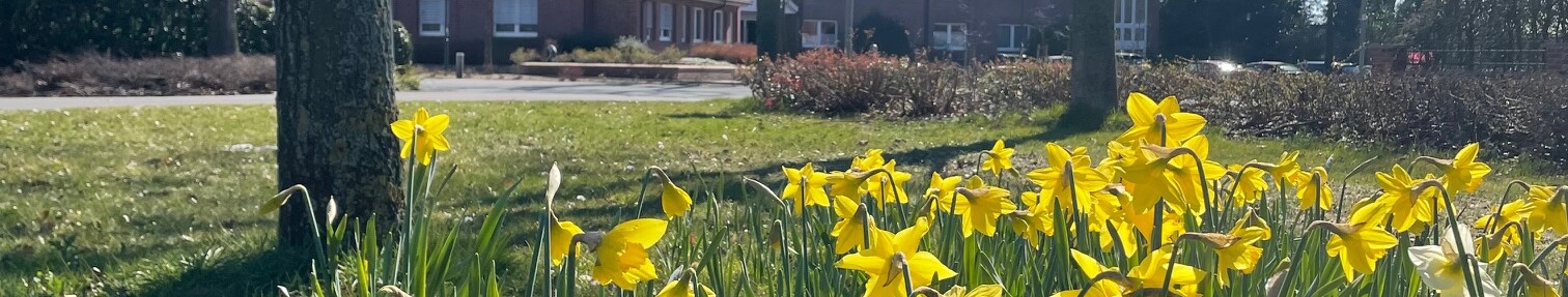 Rathaus im Frühling - Osterglocken Blühstreifen Gemeinde Geeste Hf