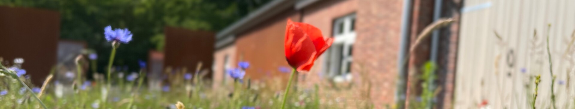 Erinnerungsort Lager XII in Dalum Blumen- Gemeinde Geeste