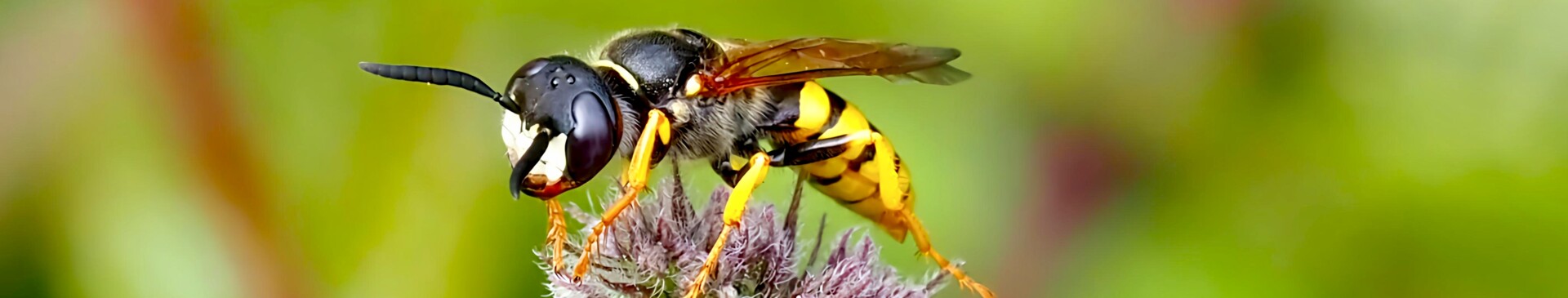 Bienenwolf Wesepe nah- Fotograf&Bildrechte Ulrich Struck, Geeste