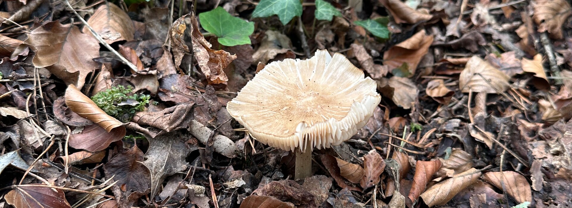 Pilz Herbst Wald
