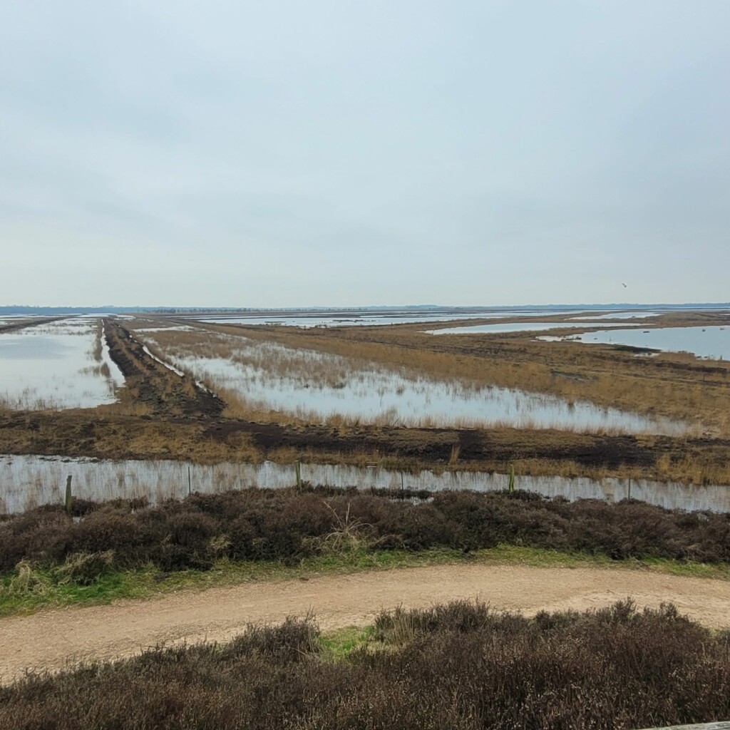Blick in das Dalum Wietmarscher Moor