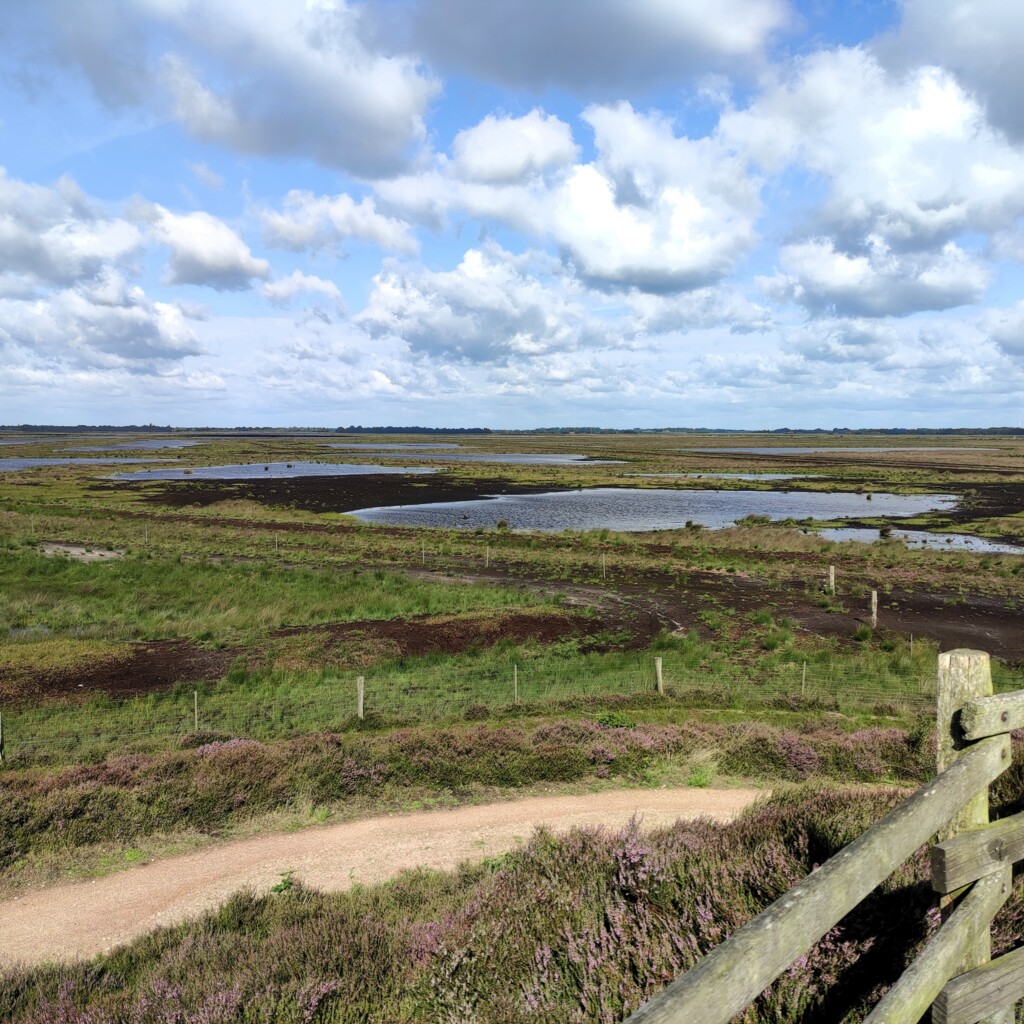 Dalum-Wietmarscher Moor, Geeste - Aussichtshügel bei Heideblüte ©Emsland Tourismus GmbH (8)