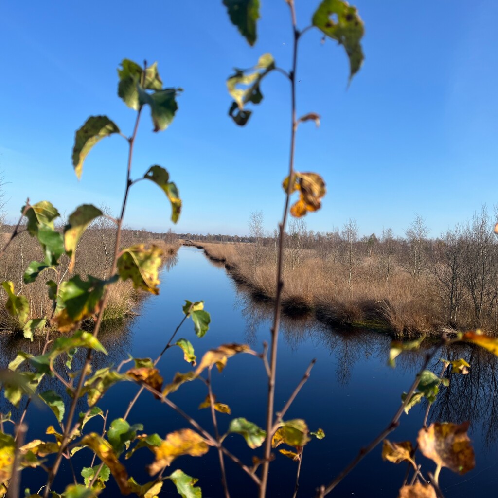 Herbstbild Moor mit Strauch (quer)