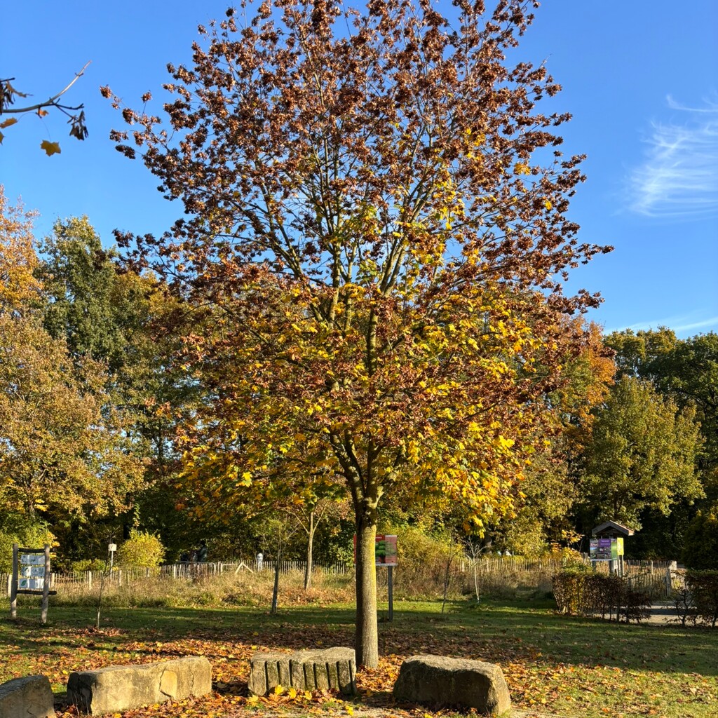 Das Grüne Klassenzimmer lädt zum Draußenunterricht ein