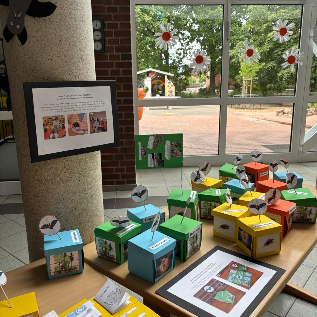 Antoniusschule Naturparkschule Lap-Books und Info-Cubes zum Thema Fledermaus