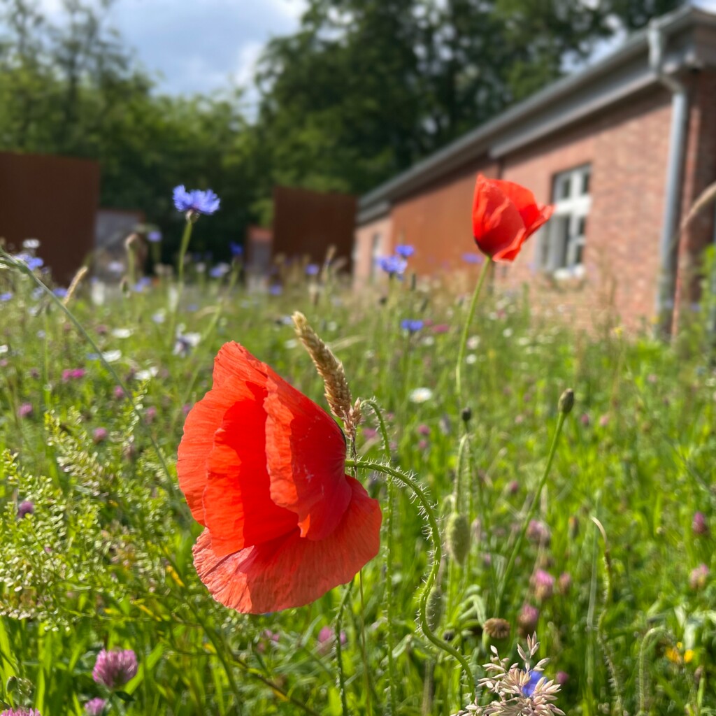 Erinnerungsort Lager XII in Dalum Blumen- Gemeinde Geeste