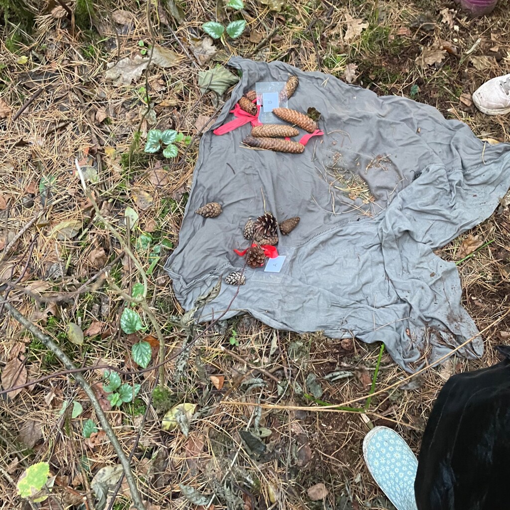 Waldjugendspiele Geeste 3 - Klimaschutz - Gemeinde Geeste