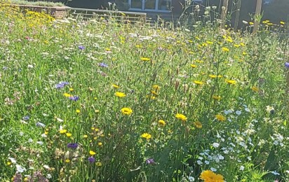 Blumen am Rathaus