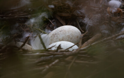 Höckerschwaneier (c) Nicolas Roters