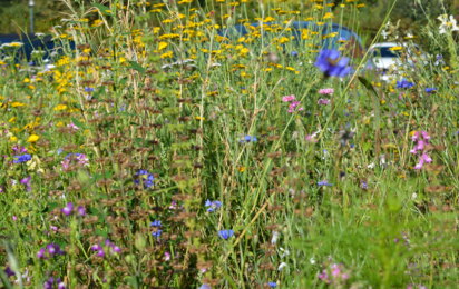 Wildblumenwiese