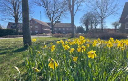 Rathaus im Frühling - Osterglocken Blühstreifen Gemeinde Geeste