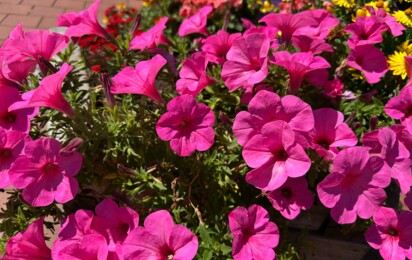 Pinke Blumen