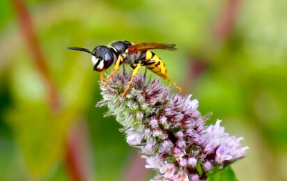 Bienenwolf Wesepe nah- Fotograf&Bildrechte Ulrich Struck, Geeste