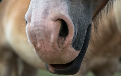 didgeman-horse-5898312