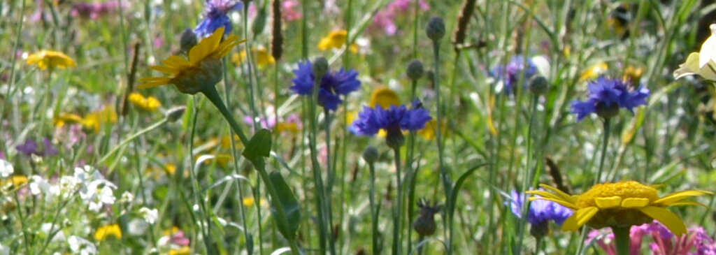 Wildblumen vor dem Rathaus Gemeinde Geeste