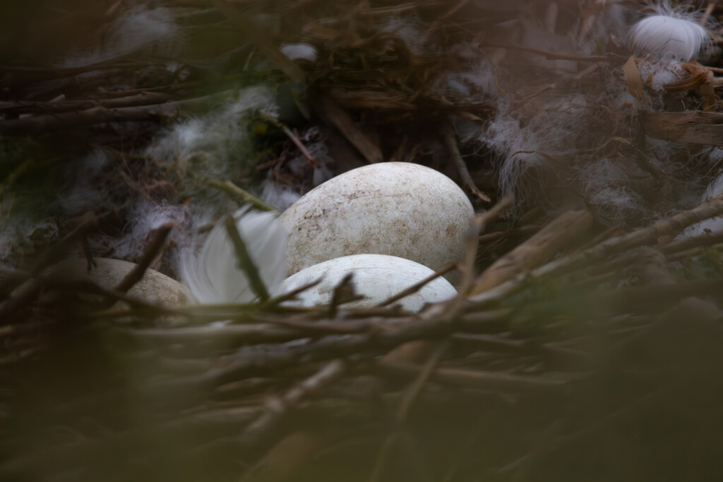 Höckerschwaneier (c) Nicolas Roters