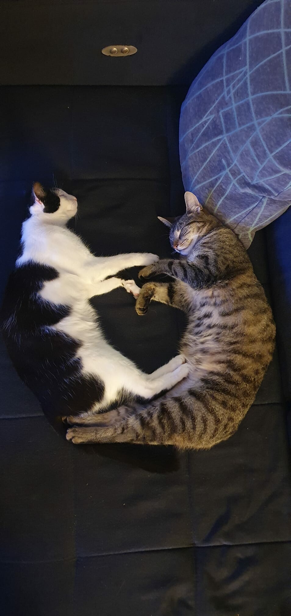 Katzen Bild