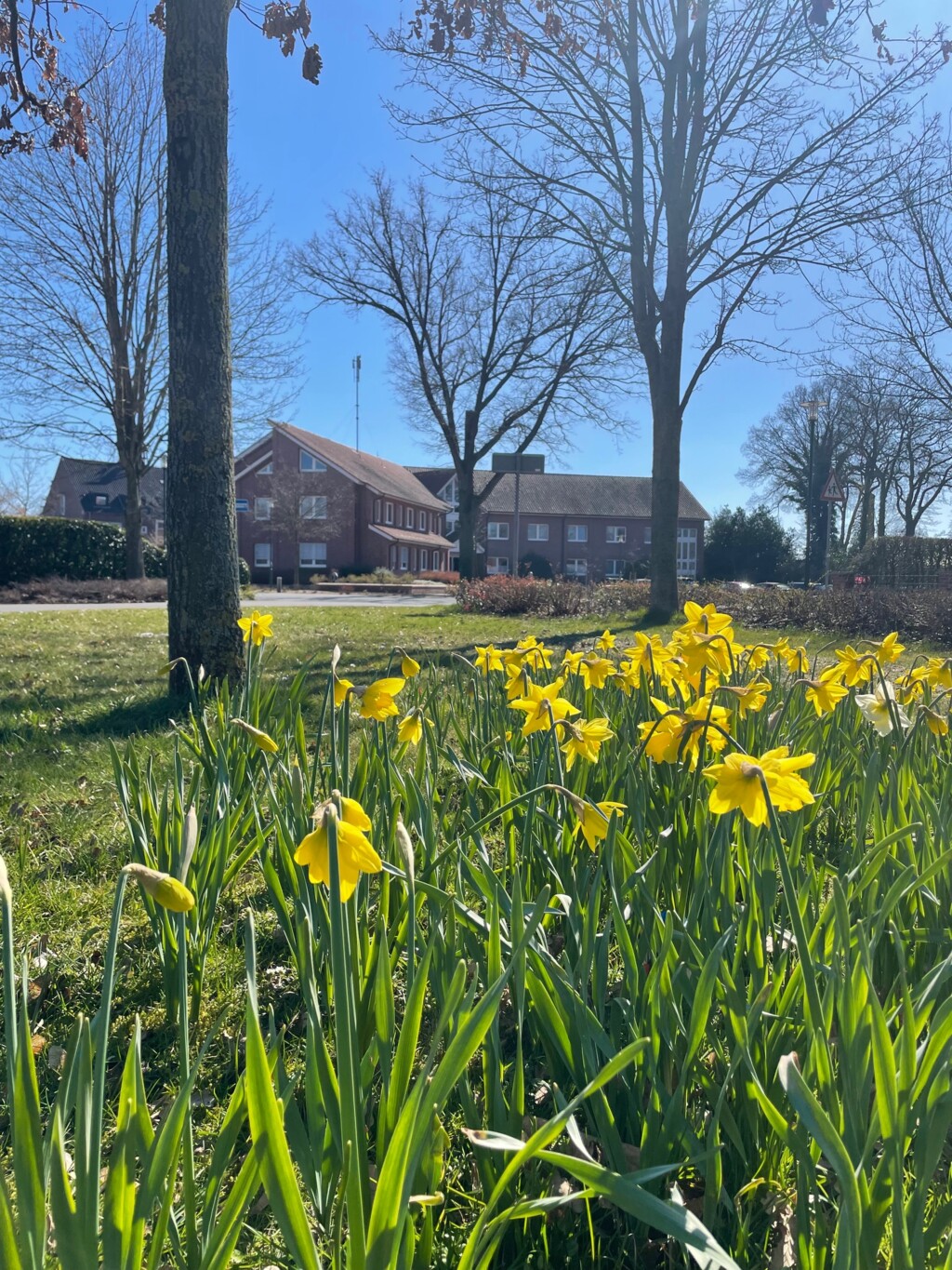 Rathaus im Frühling - Osterglocken Blühstreifen Gemeinde Geeste Hf